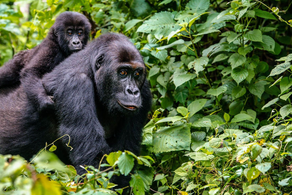 Unforgettable Rwanda Safari Lodges for an Authentic Experience